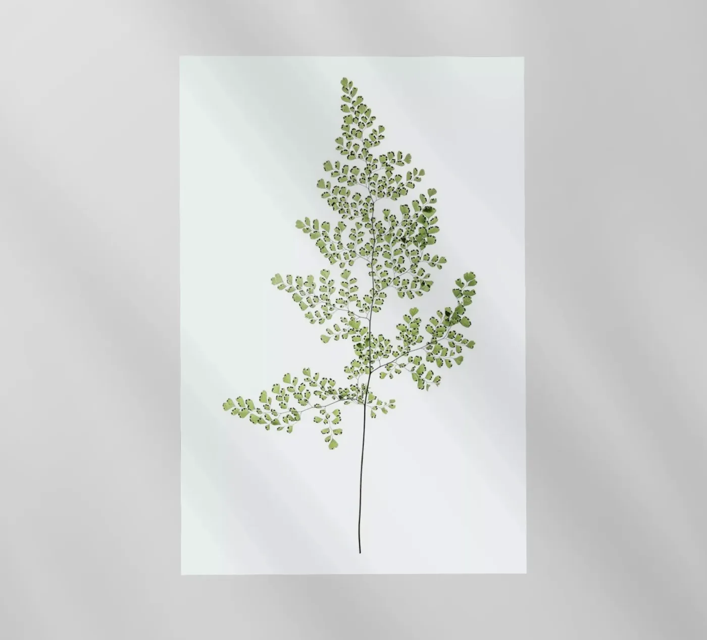 Leaf Study 6 backlit folie van Shot By Clint