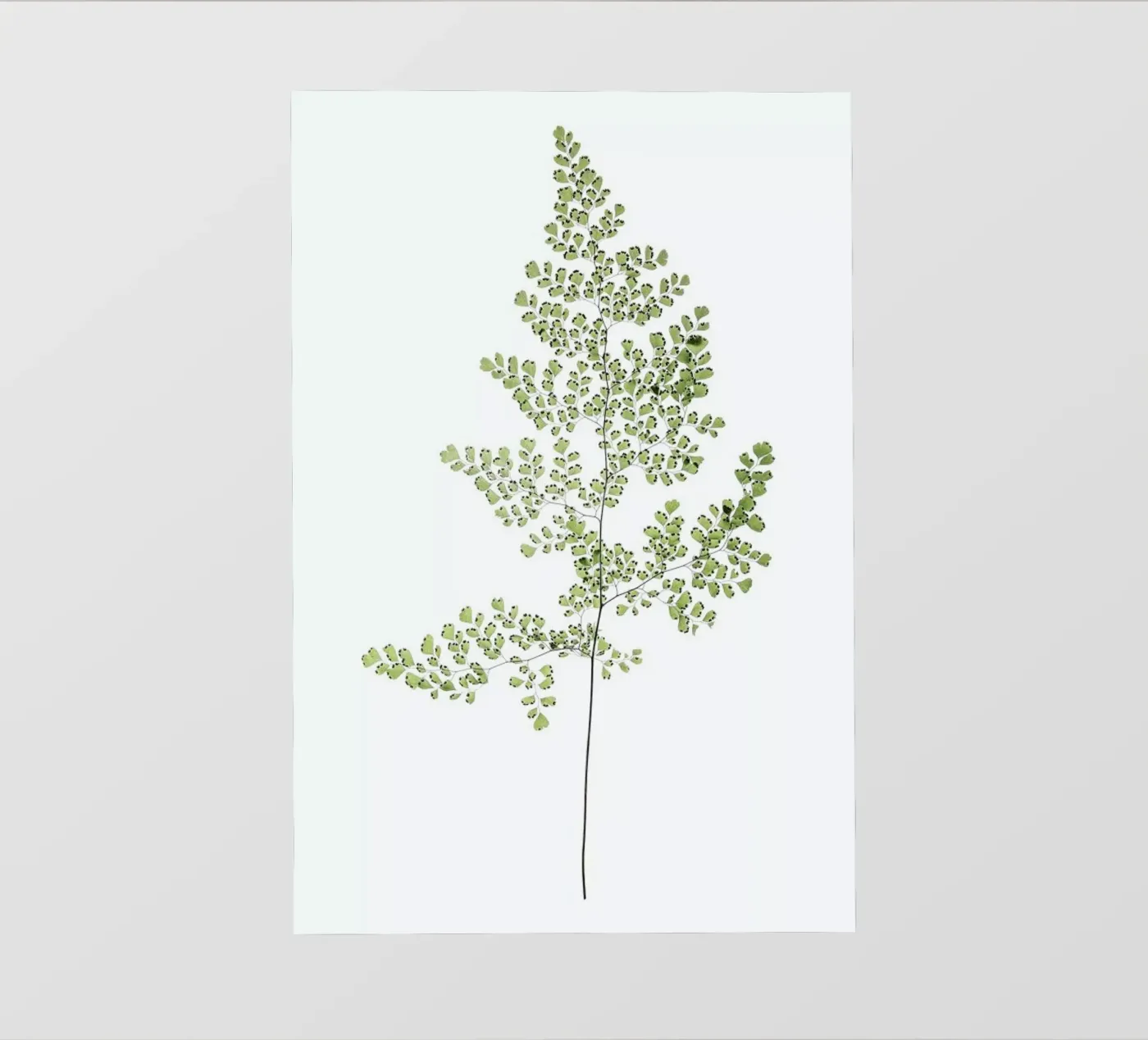 Leaf Study 6 backlit folie van Shot By Clint