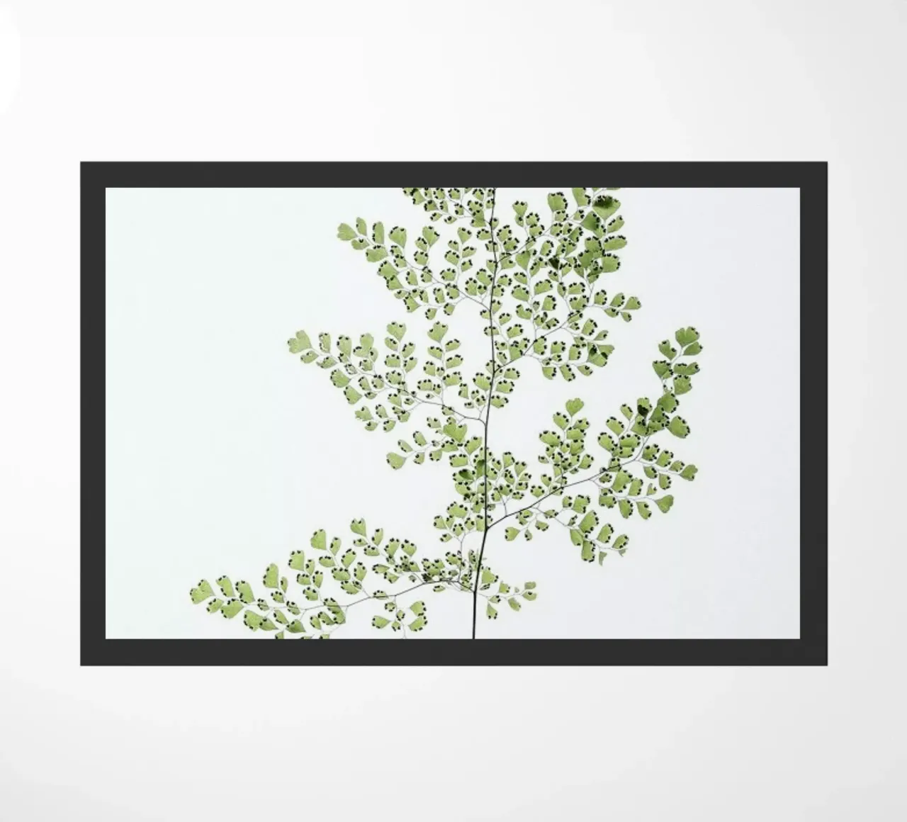 Leaf Study 6 zerbino da Shot By Clint