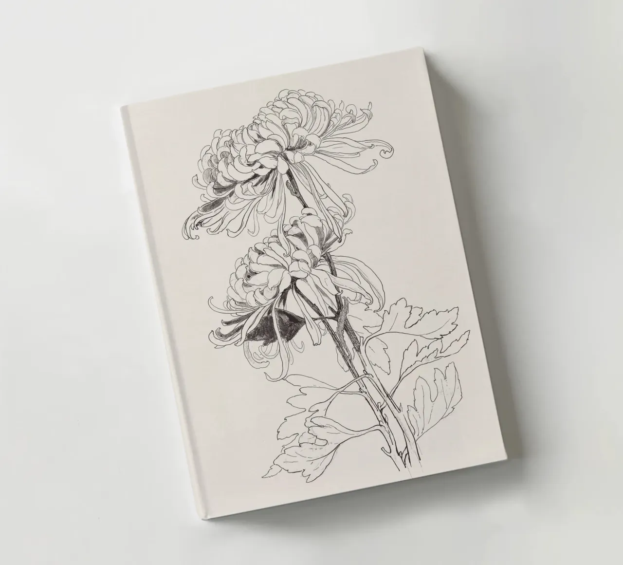 Chrysanths Sketch no. 1 diario da apoloprints