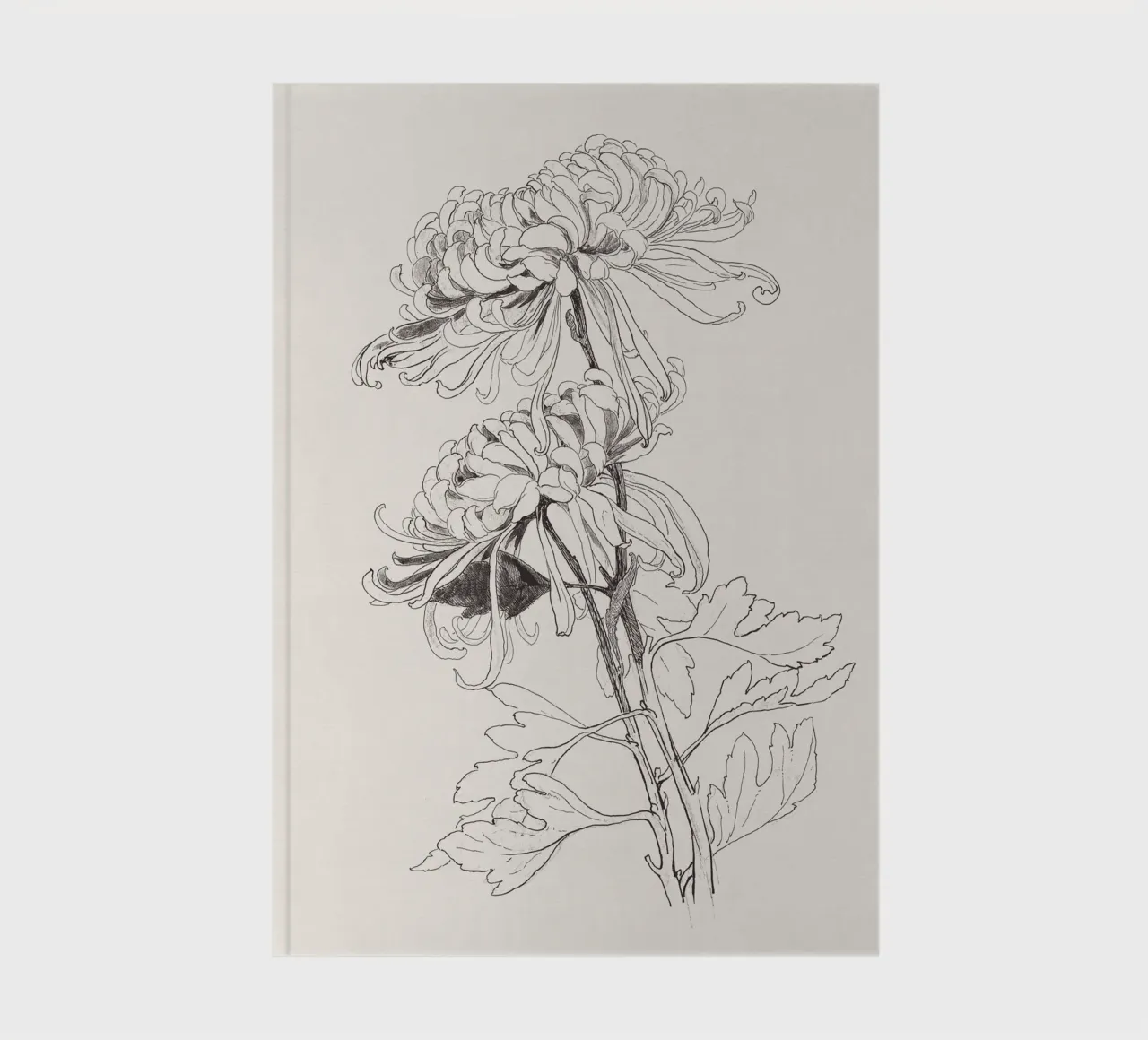 Chrysanths Sketch no. 1 diario da apoloprints
