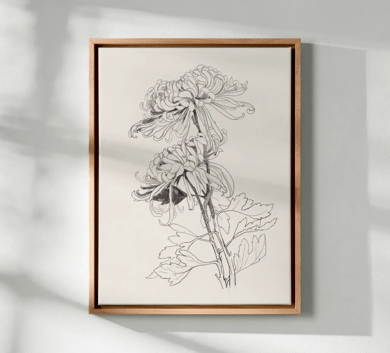 Chrysanths Sketch no. 1 tela da apoloprints