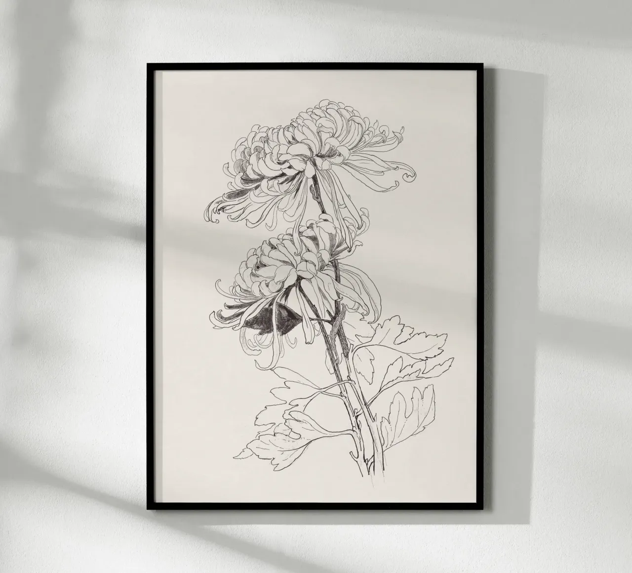 Chrysanths Sketch no. 1 carta hahnemühle da apoloprints
