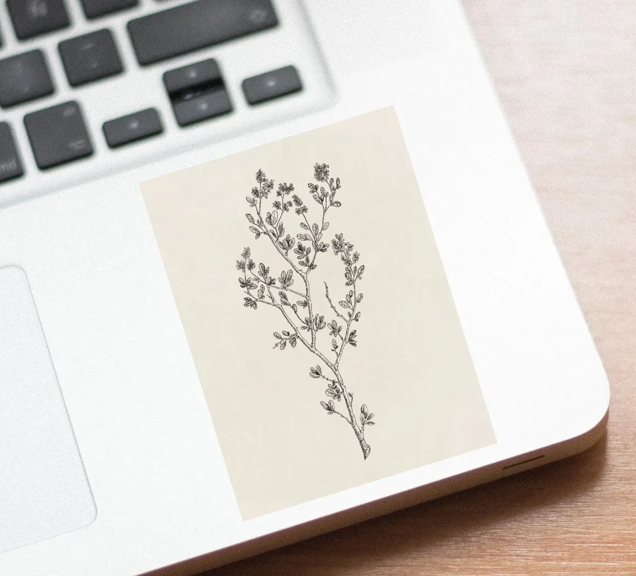Ceanothus Wildflower Sketch no. 1 sticker by apoloprints