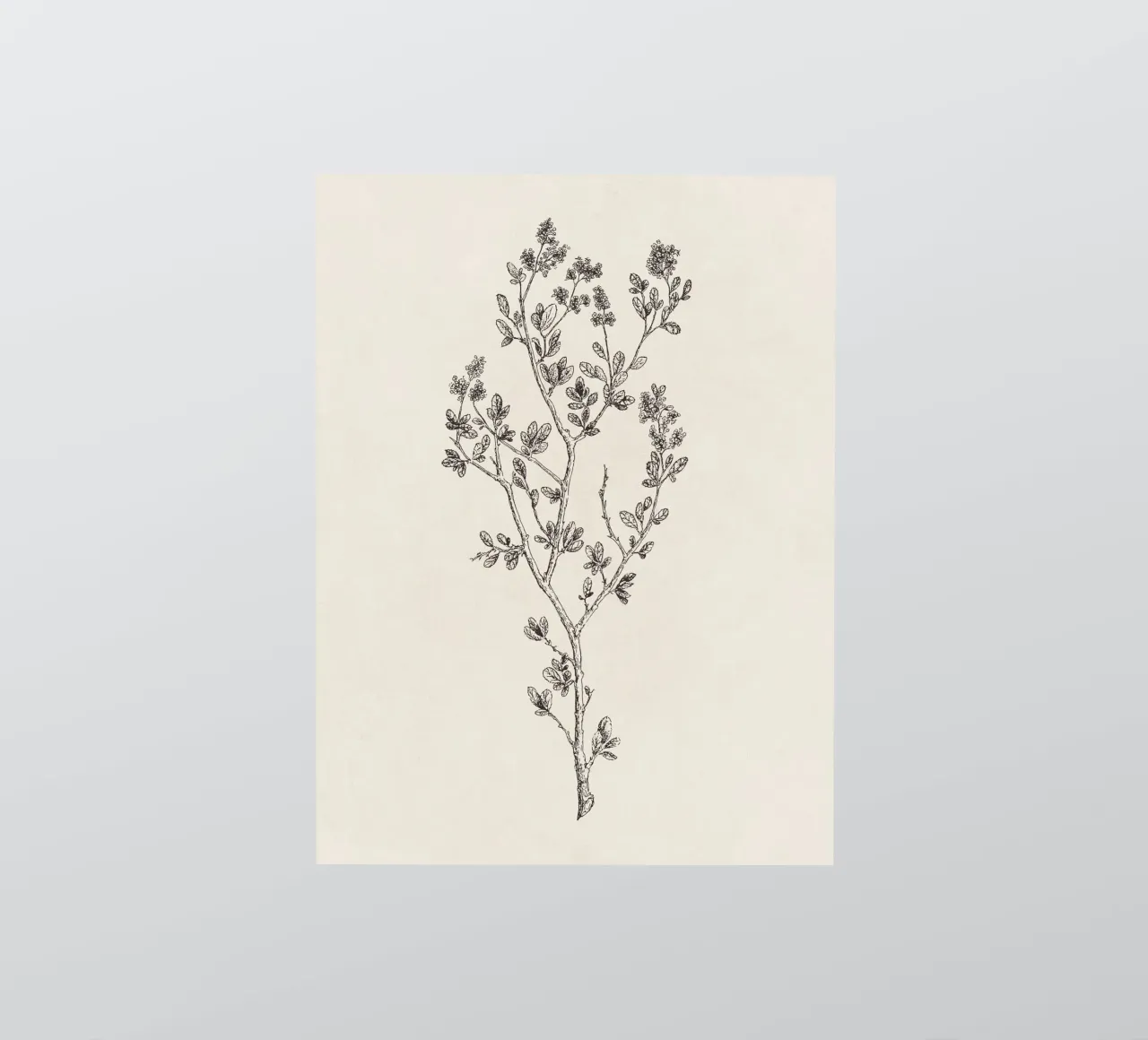 Ceanothus Wildflower Sketch no. 1 sticker by apoloprints