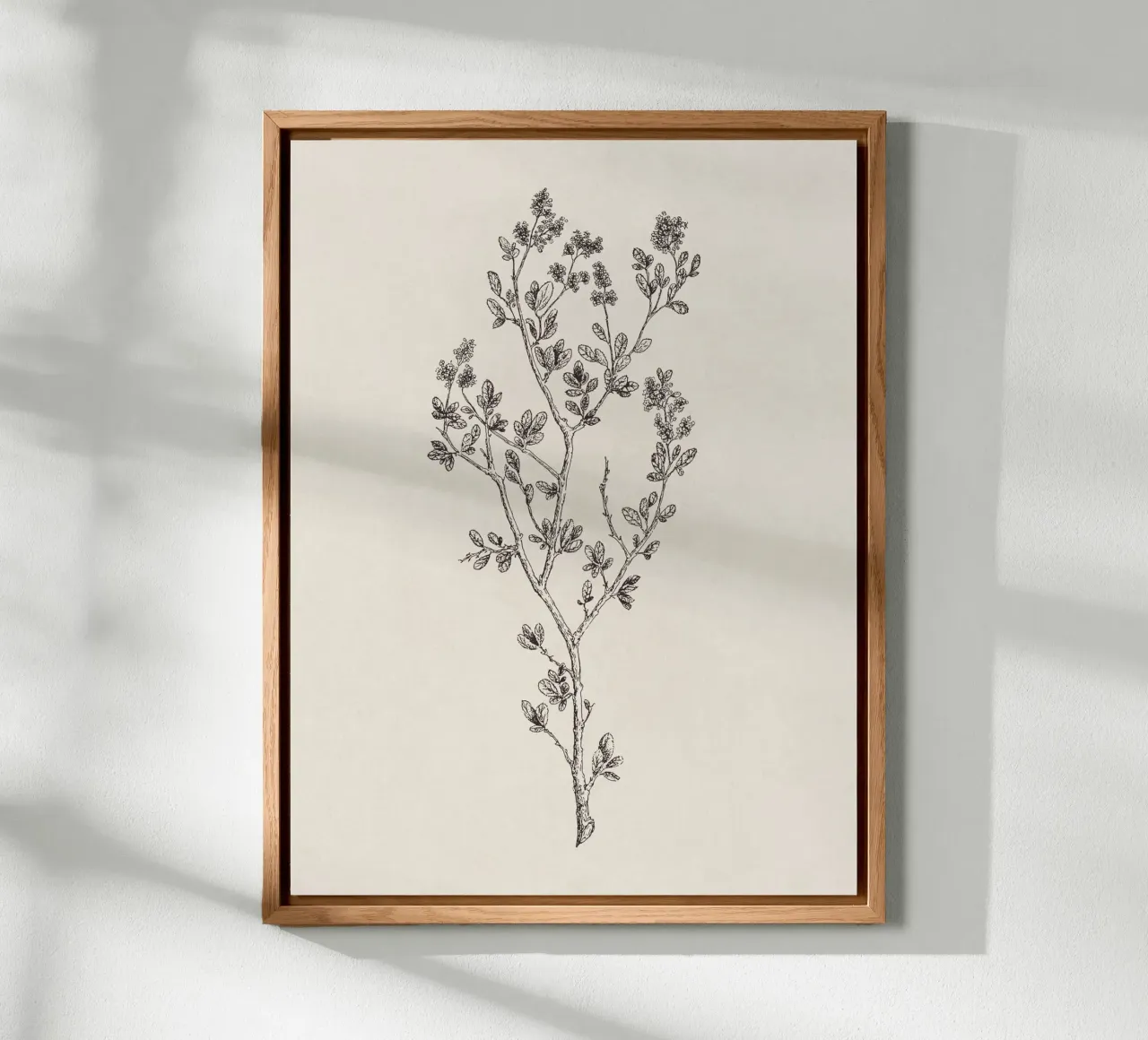 Ceanothus Wildflower Sketch no. 1 alluminio dibond da apoloprints
