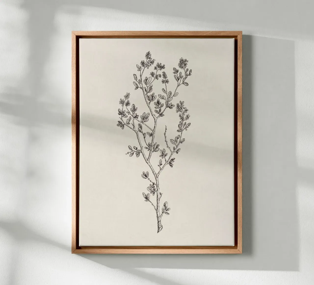 Ceanothus Wildflower Sketch no. 1 canvas met Baklijst van apoloprints