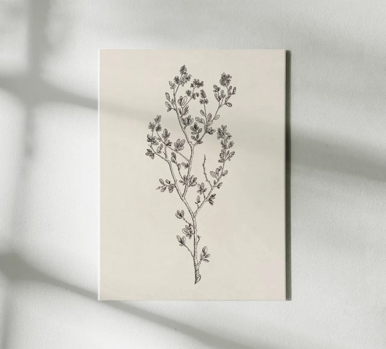 Ceanothus Wildflower Sketch no. 1 canvas met Baklijst van apoloprints