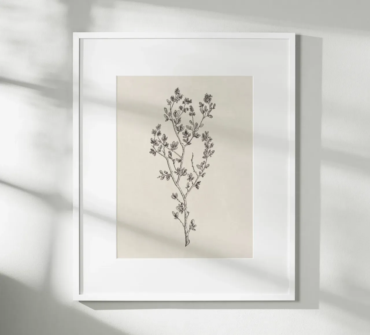 Ceanothus Wildflower Sketch no. 1 carta hahnemühle da apoloprints