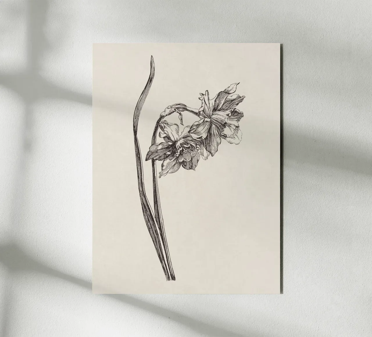 Daffodil Flower Sketch no. 2 alluminio dibond da apoloprints