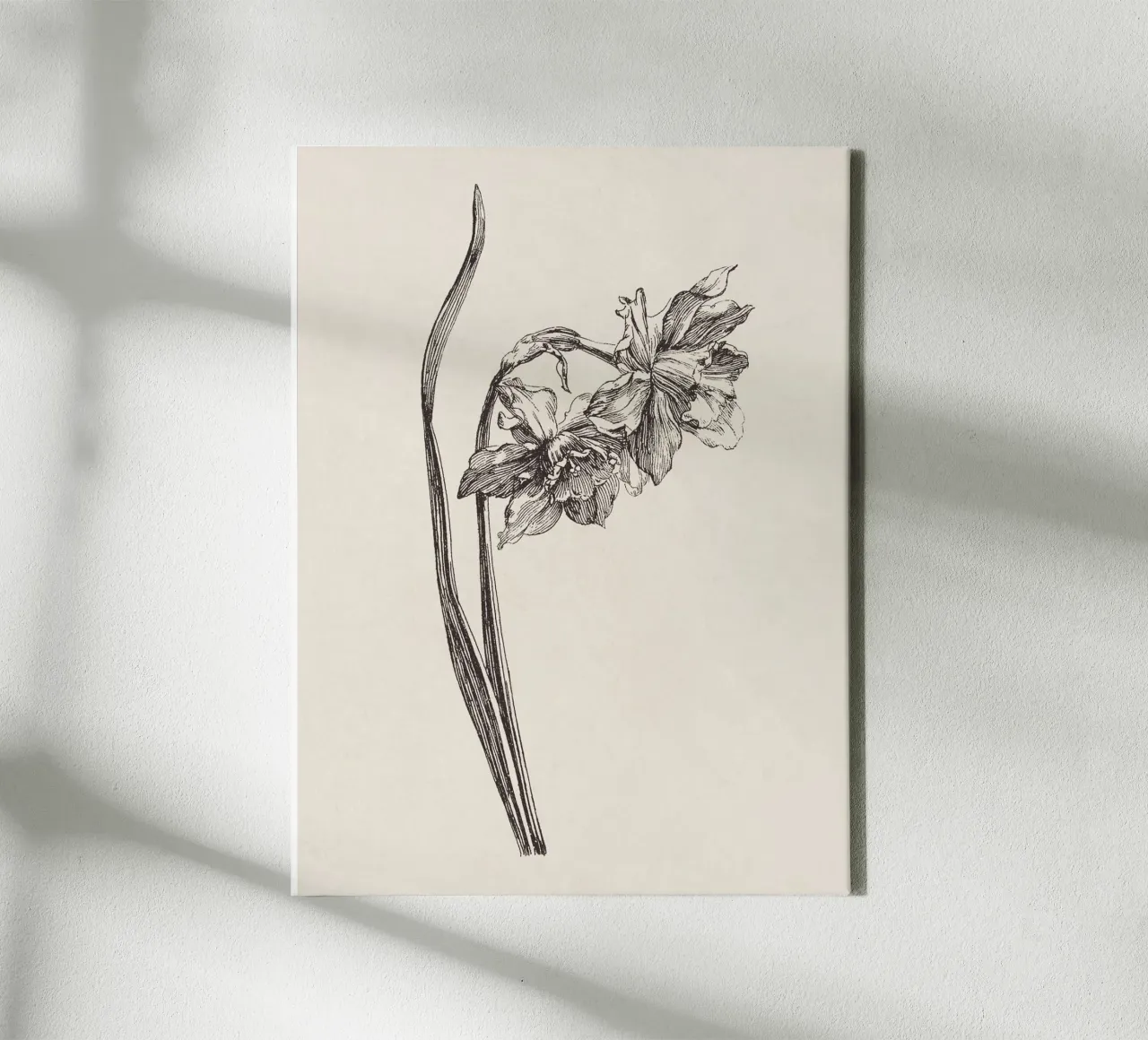 Daffodil Flower Sketch no. 2 canvas by apoloprints