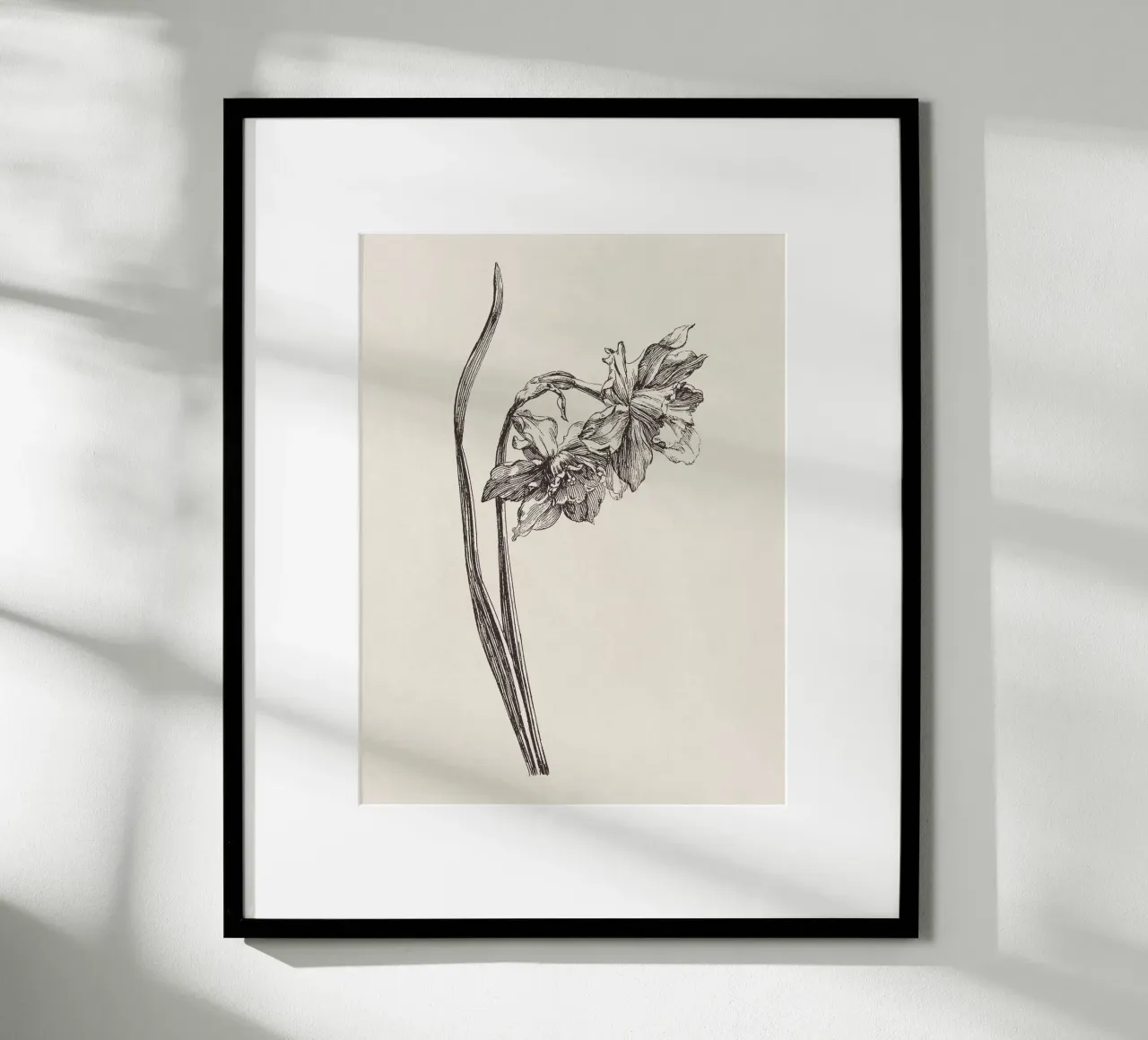 Daffodil Flower Sketch no. 2 carta hahnemühle da apoloprints