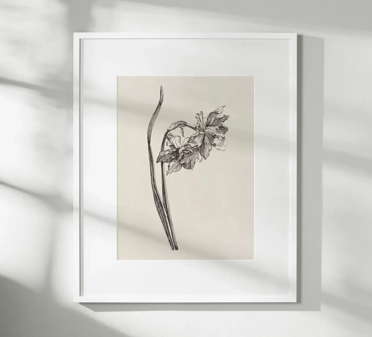 Daffodil Flower Sketch no. 2 carta hahnemühle da apoloprints