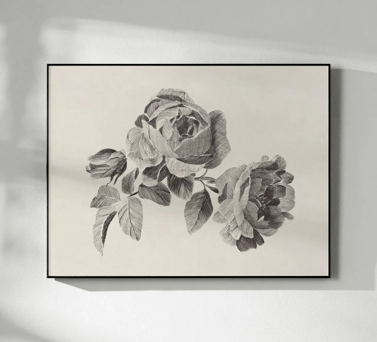 Roses Sketch no. 2 plexiglass da apoloprints