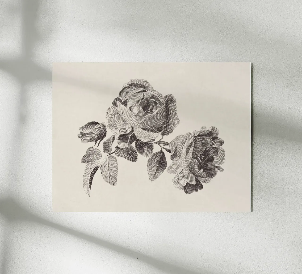 Roses Sketch no. 2 plexiglass da apoloprints