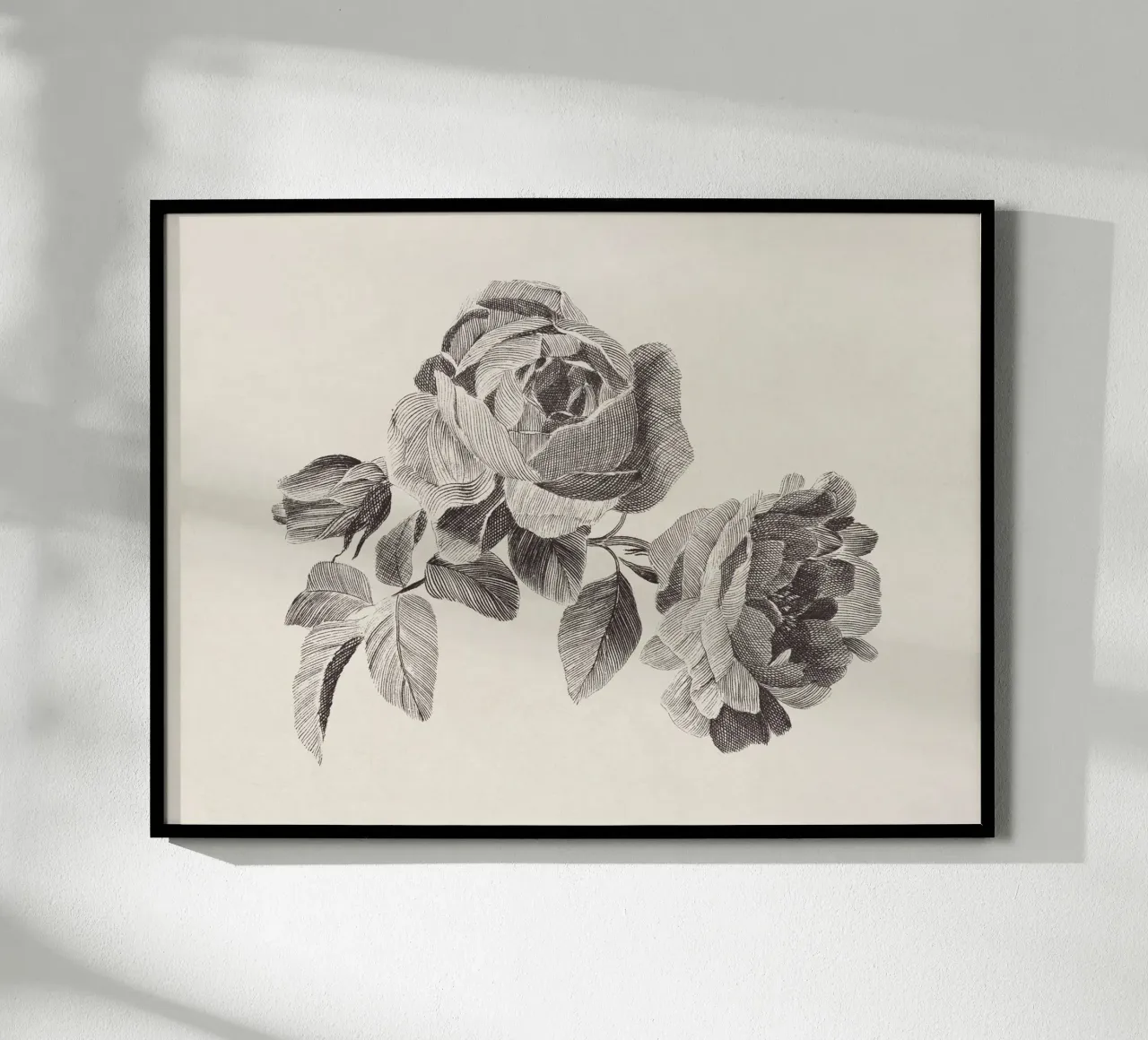 Roses Sketch no. 2 carta hahnemühle da apoloprints