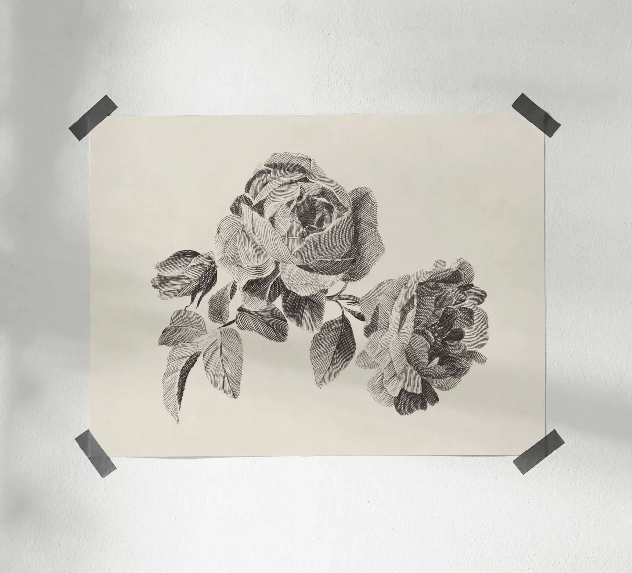Roses Sketch no. 2 carta hahnemühle da apoloprints