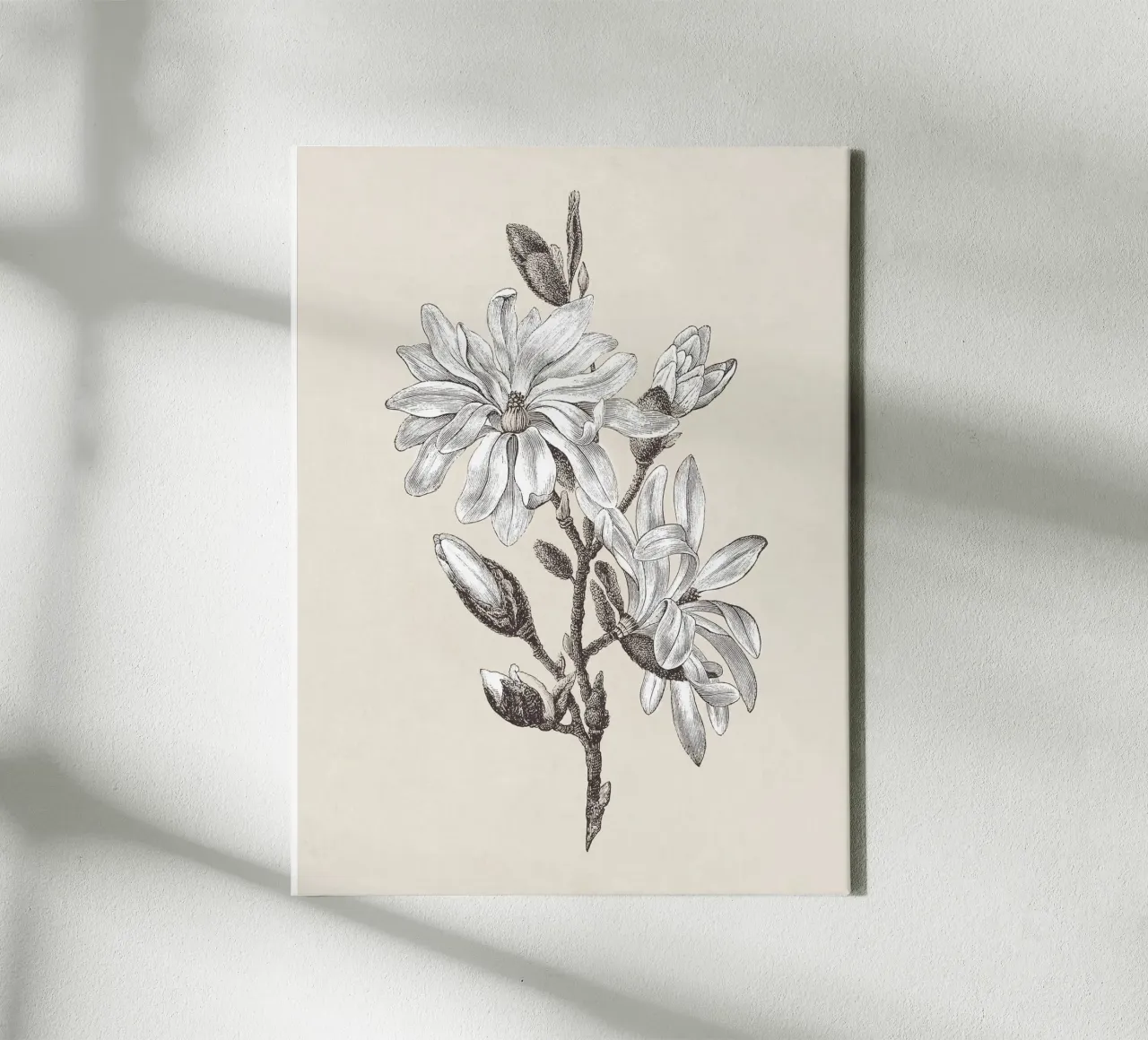 Magnolia Flower Sketch no. 2 canvas by apoloprints