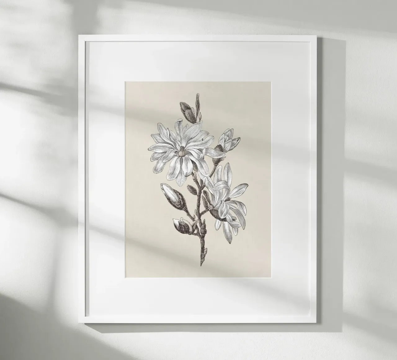 Magnolia Flower Sketch no. 2 carta hahnemühle da apoloprints