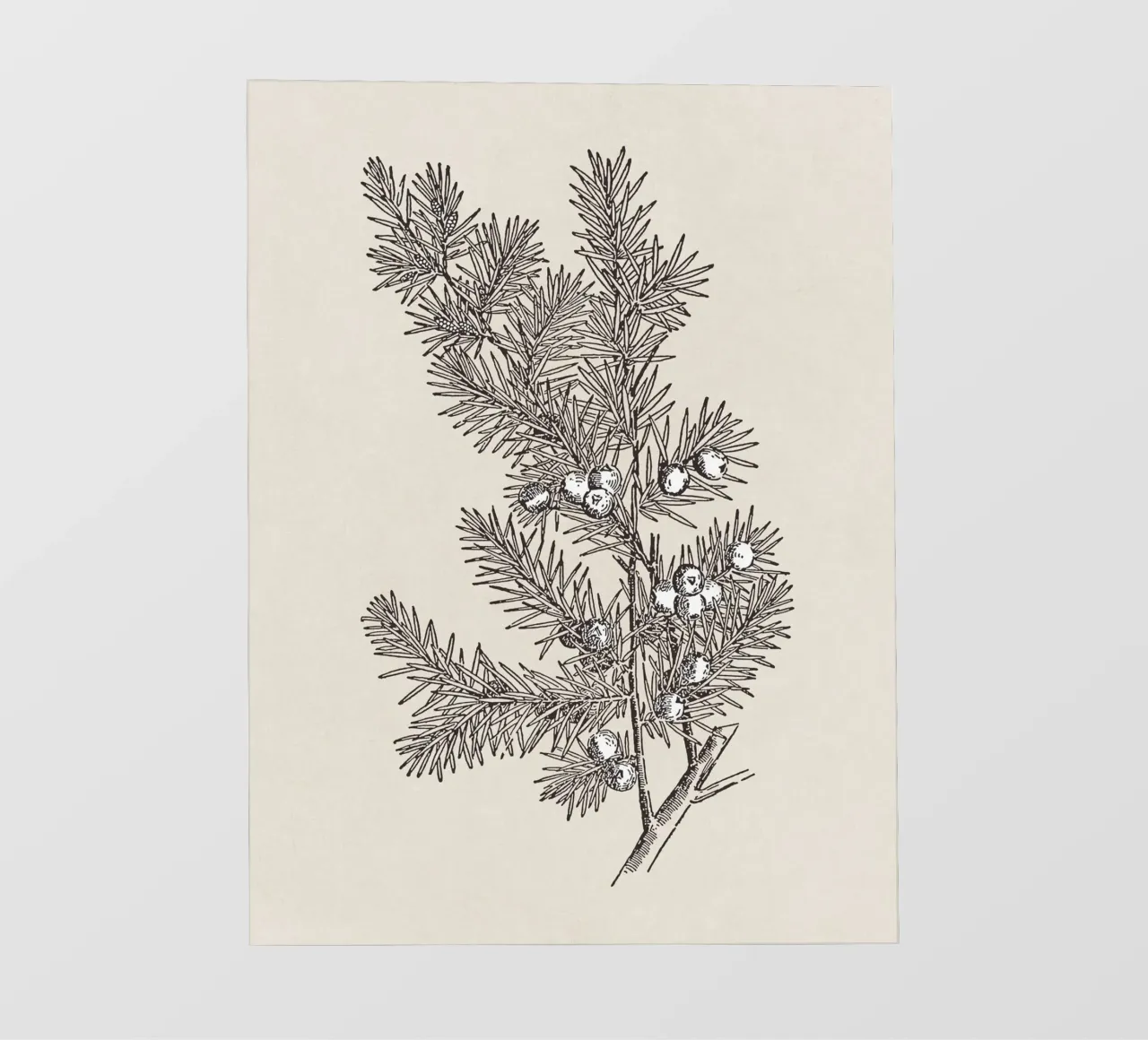 Juniper Branch Sketch no. 2 papel para pared de apoloprints
