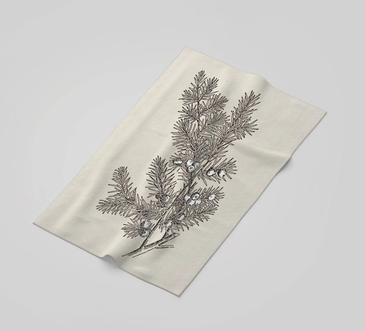 Juniper Branch Sketch no. 2 telo mare da apoloprints