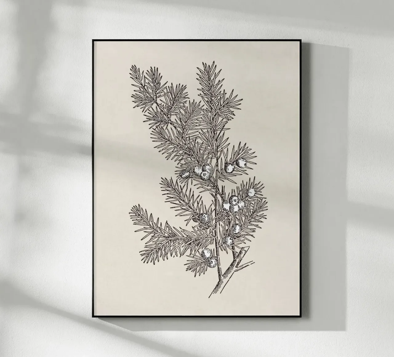 Juniper Branch Sketch no. 2 plexiglass da apoloprints
