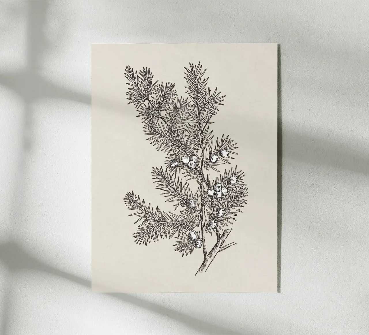 Juniper Branch Sketch no. 2 plexiglass da apoloprints