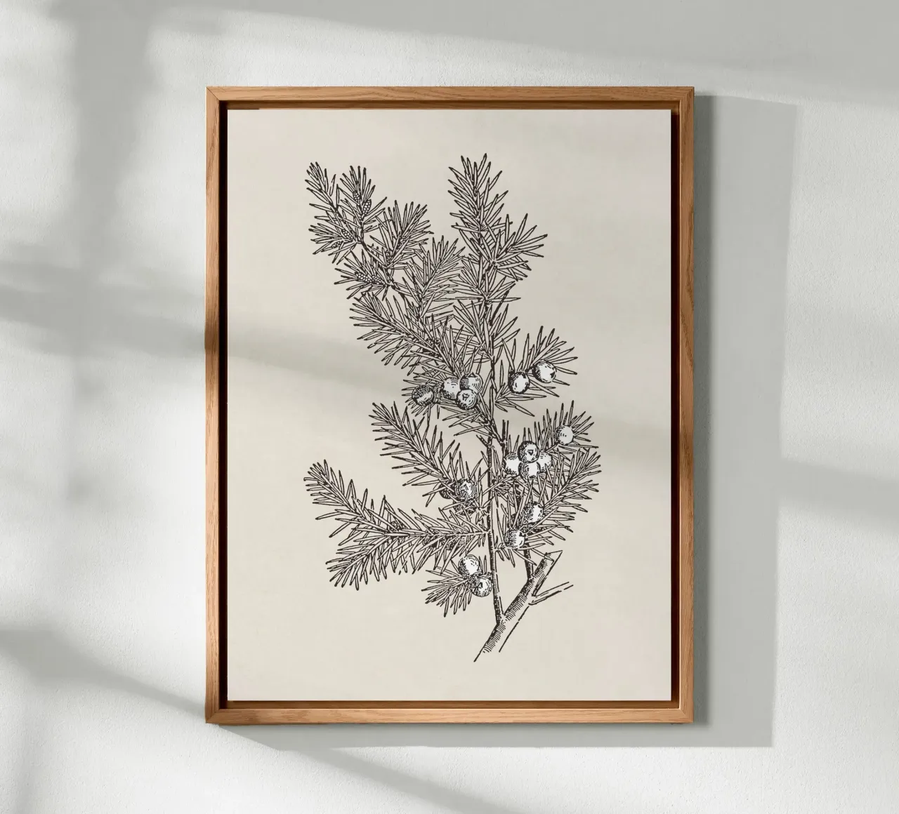 Juniper Branch Sketch no. 2 alluminio dibond da apoloprints