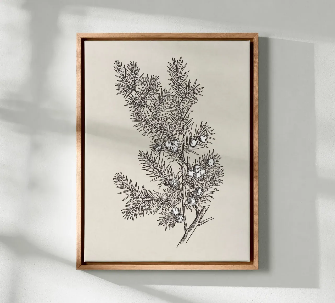 Juniper Branch Sketch no. 2 tela da apoloprints