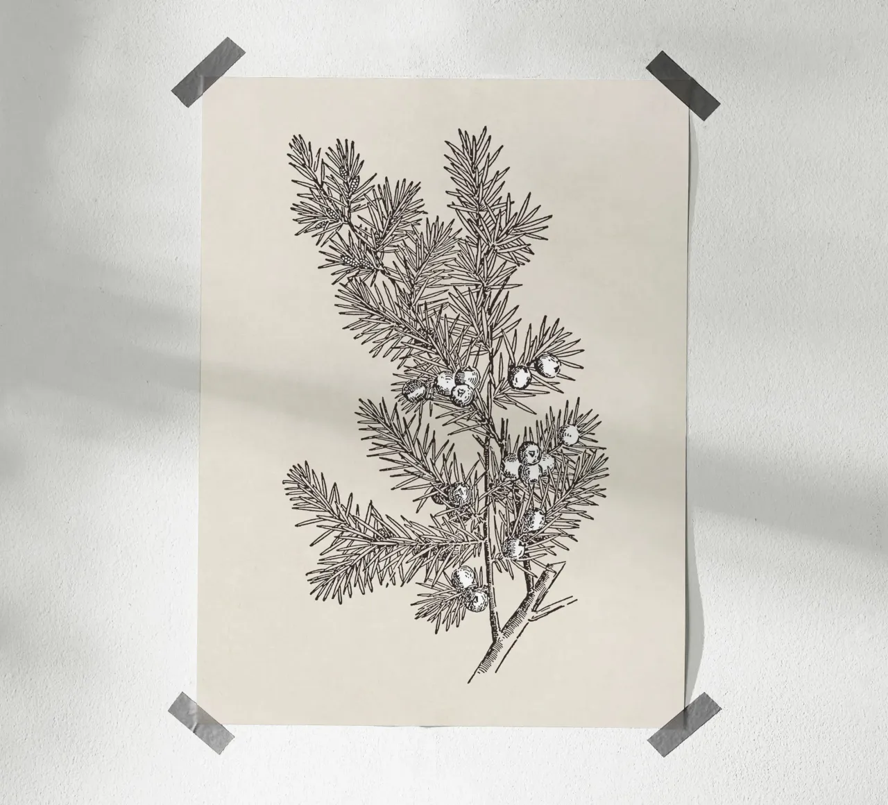 Juniper Branch Sketch no. 2 carta hahnemühle da apoloprints