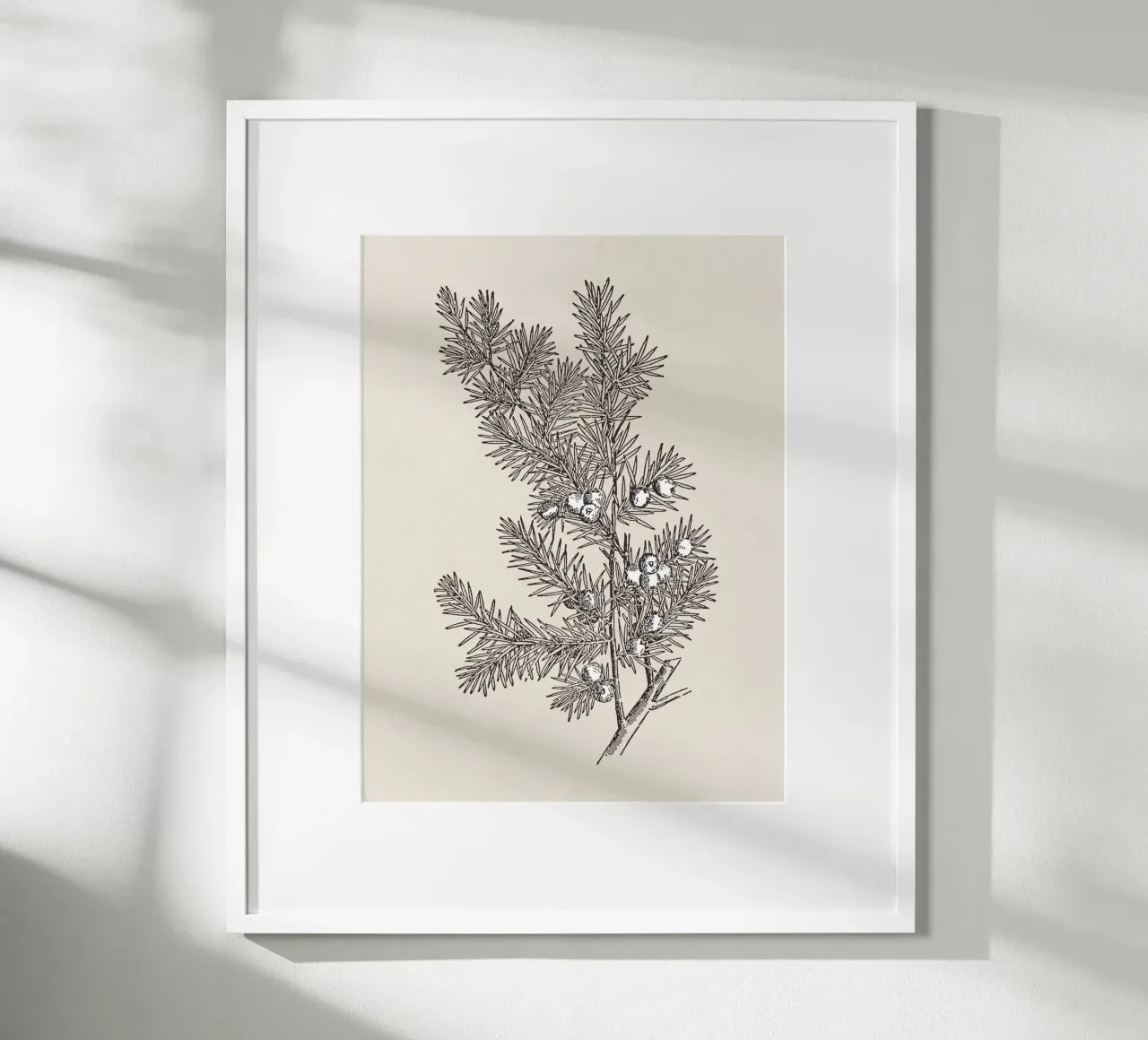 Juniper Branch Sketch no. 2 carta hahnemühle da apoloprints
