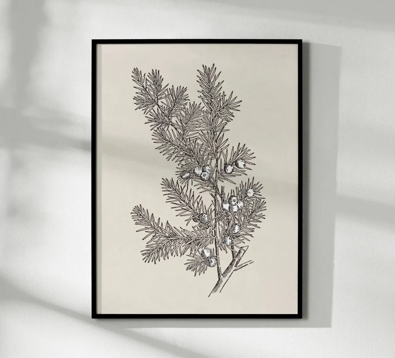 Juniper Branch Sketch no. 2 carta hahnemühle da apoloprints