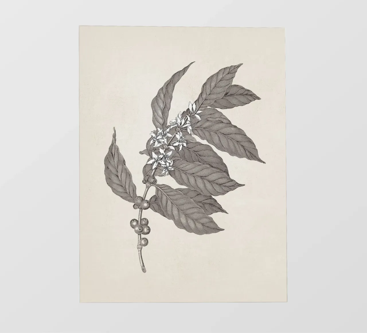 Coffee Branch Sketch no. 3 pellicola backlit da apoloprints