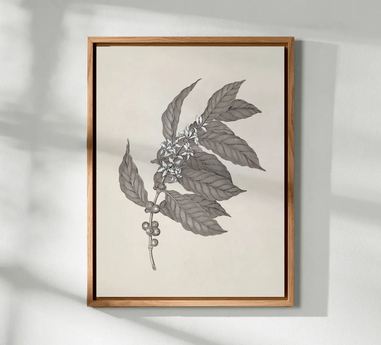 Coffee Branch Sketch no. 3 alluminio dibond da apoloprints