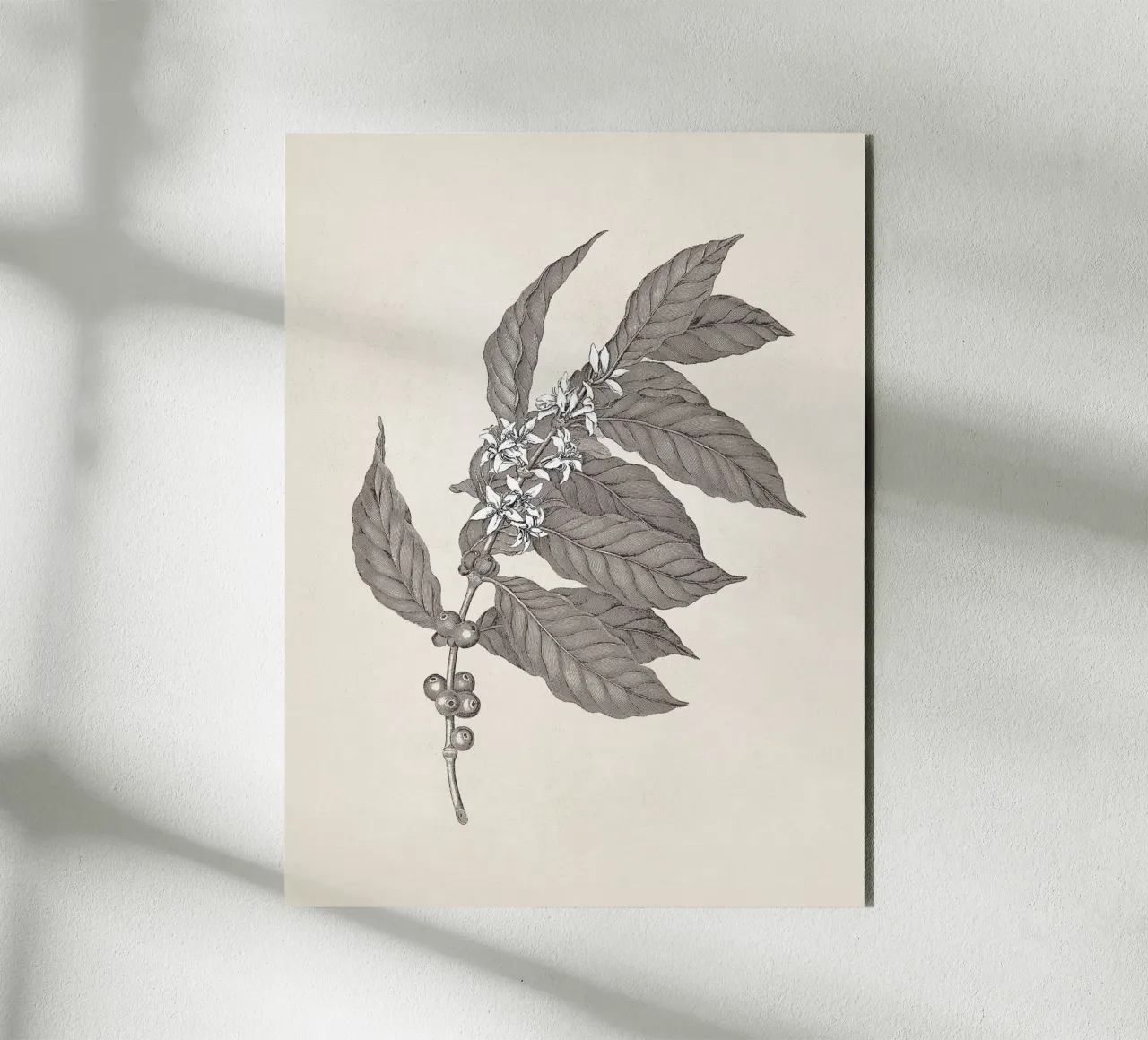 Coffee Branch Sketch no. 3 alluminio dibond da apoloprints