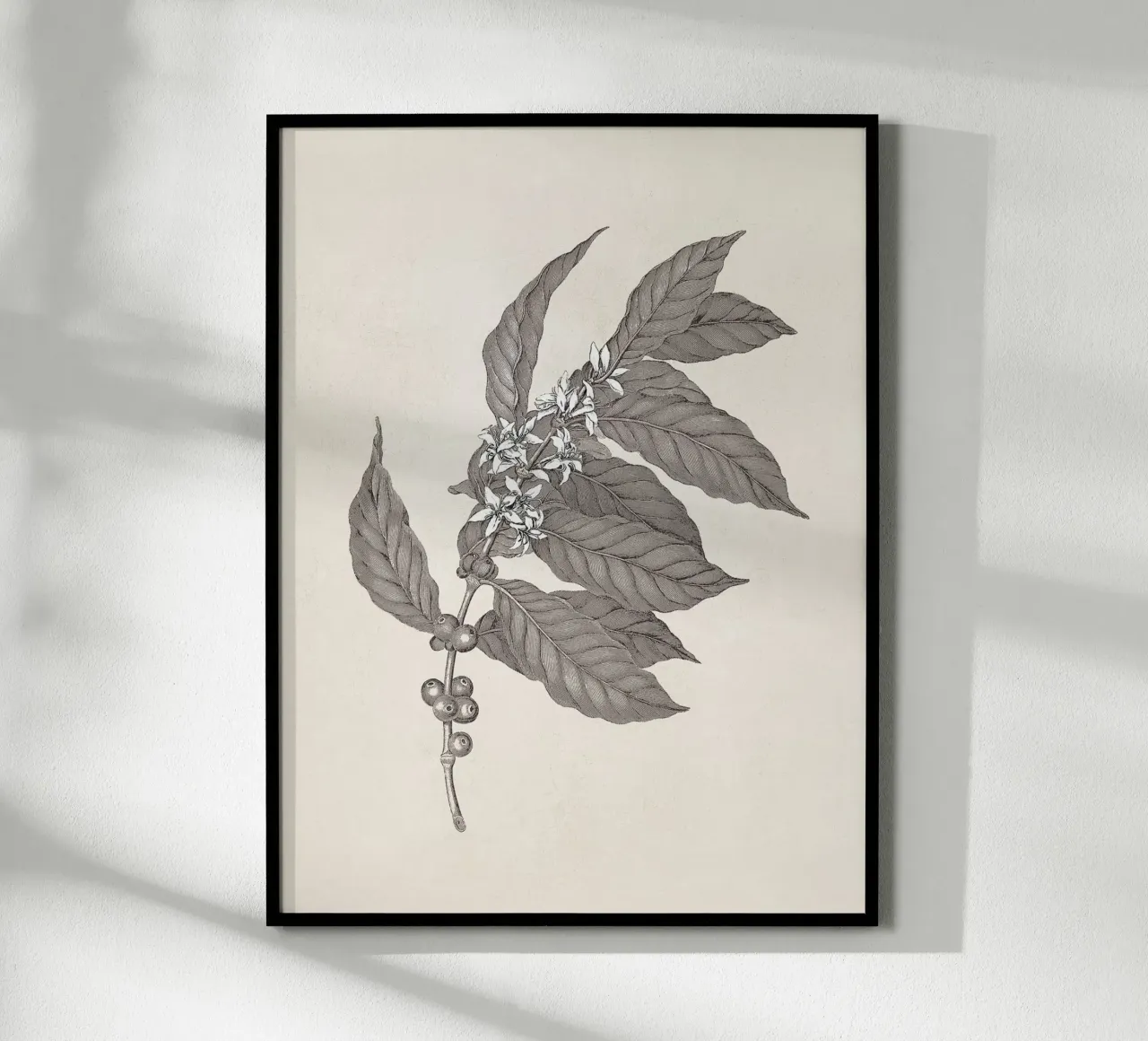 Coffee Branch Sketch no. 3 poster con telaio in legno da apoloprints