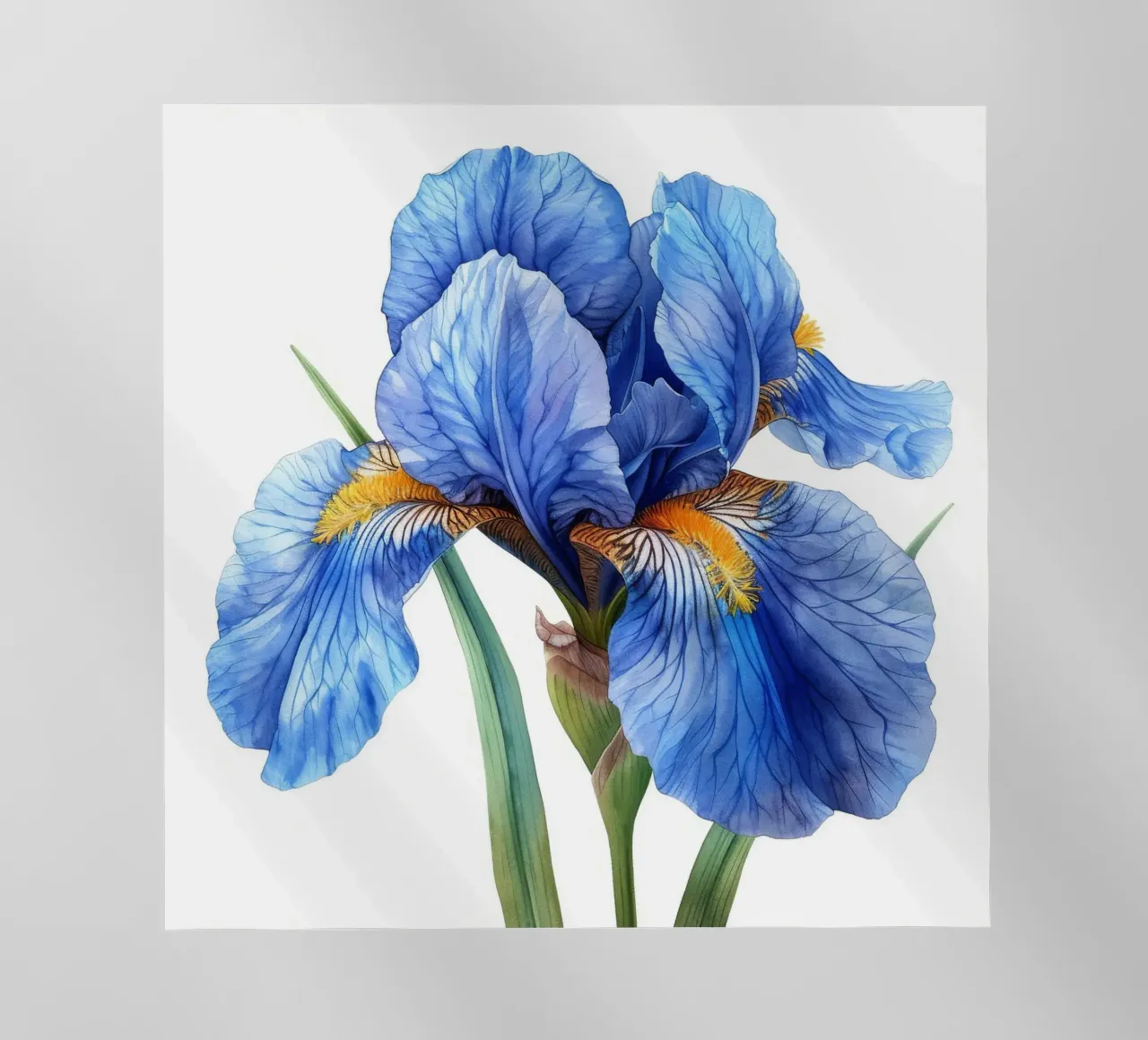 Fiore di iris 4 pellicola backlit da Bold Blooms