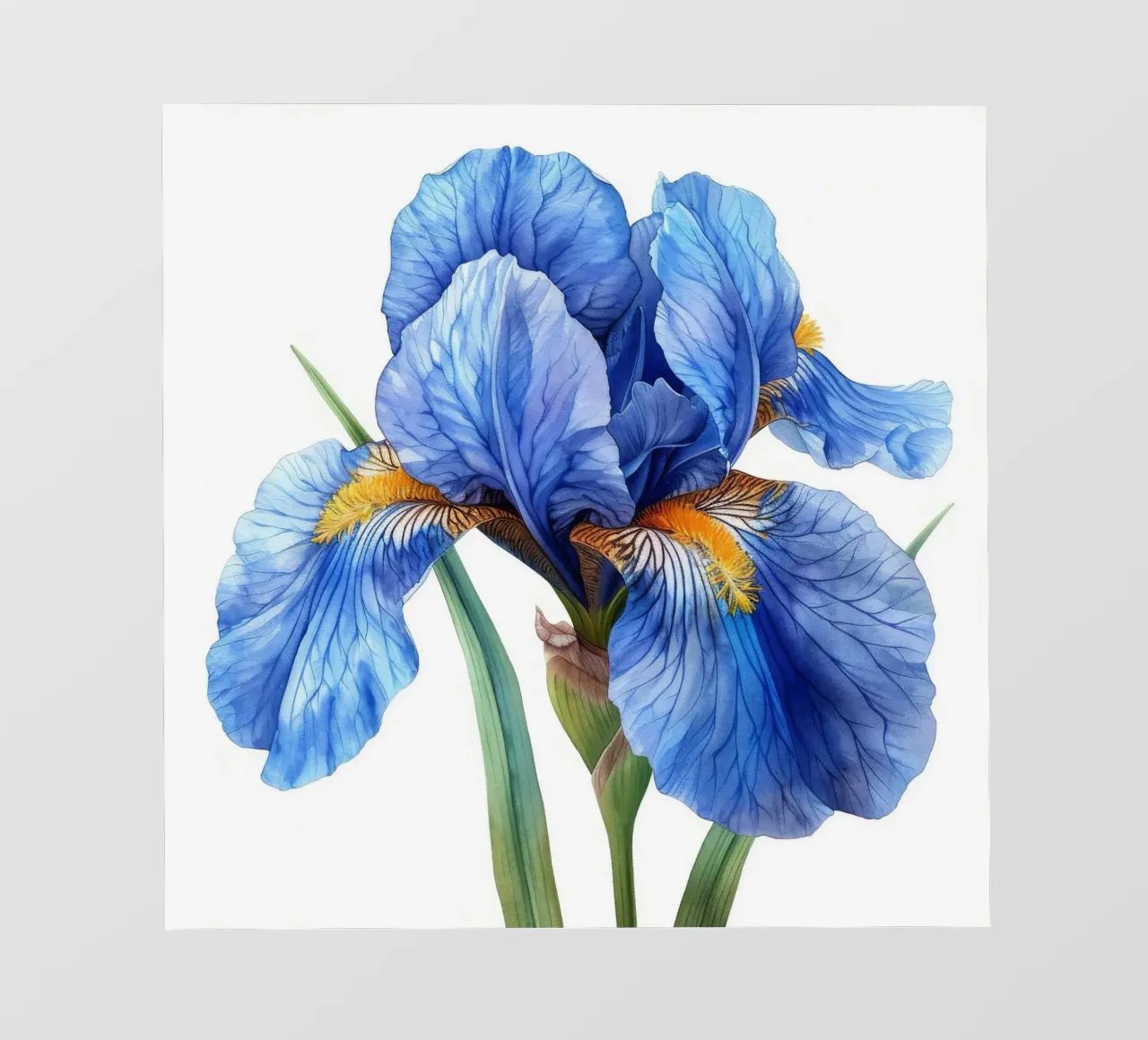Fiore di iris 4 pellicola backlit da Bold Blooms