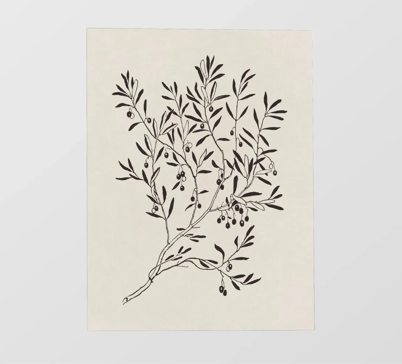 Olive Branch Sketch no. 3 pellicola backlit da apoloprints