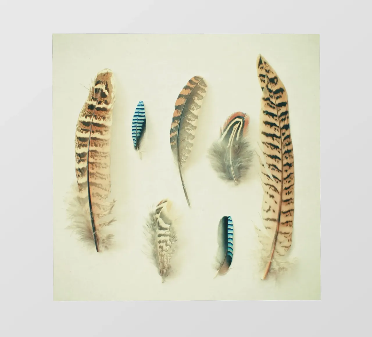La collezione di piume telo in pvc da Cassia Beck Photography