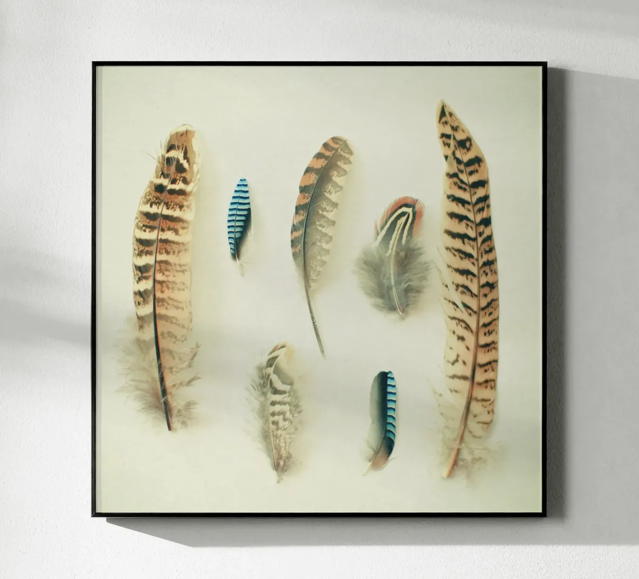 The Feather Collection acrylic glass by Cassia Beck Photography