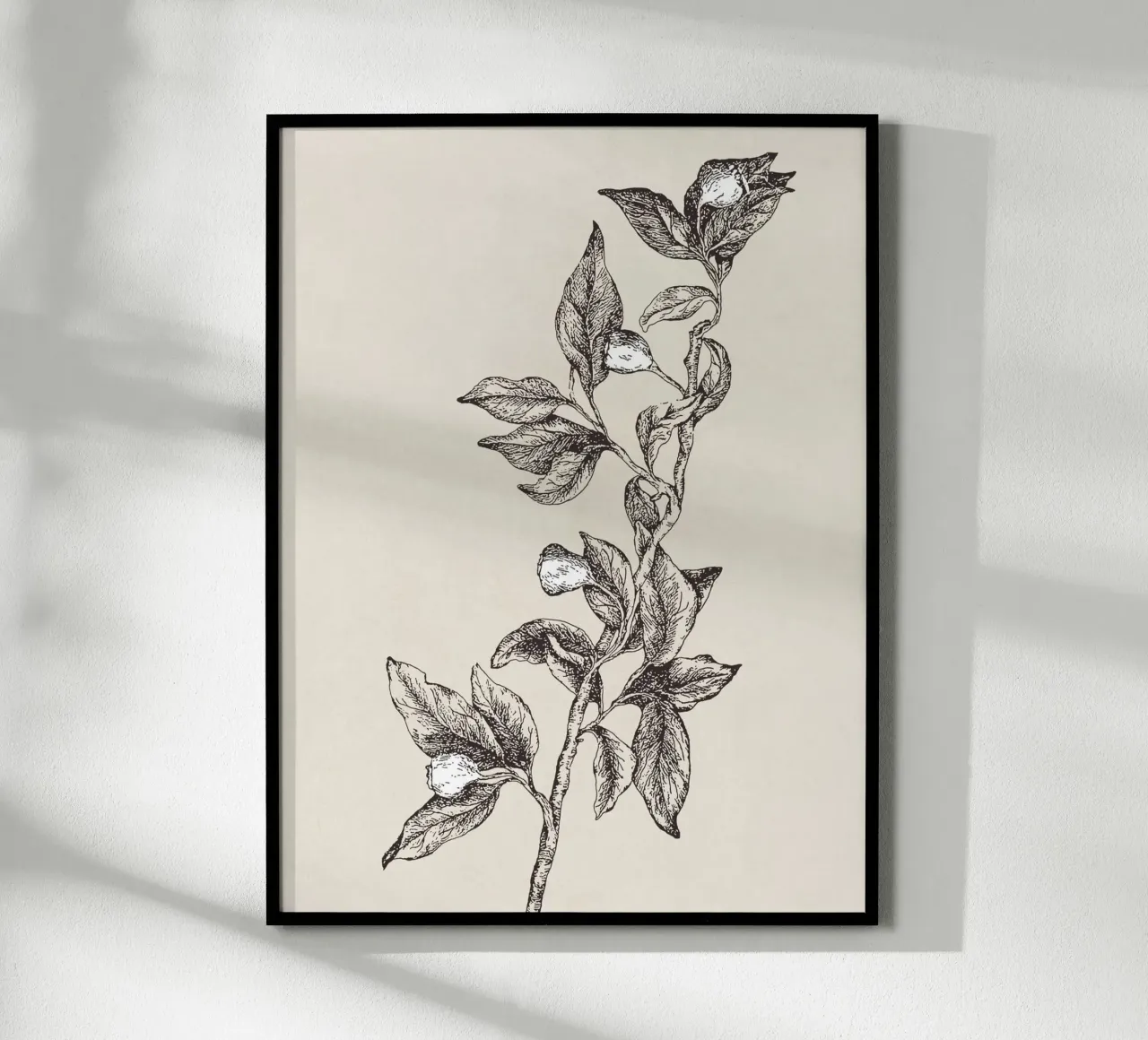 Pyrularia Botanical Sketch carta hahnemühle da apoloprints
