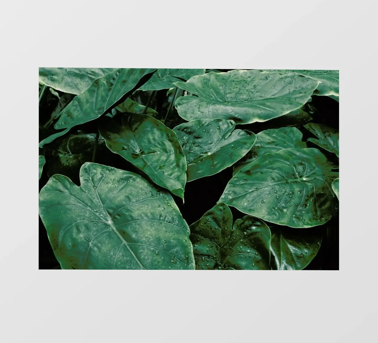 Leaves II telo in pvc da Elena Veronese