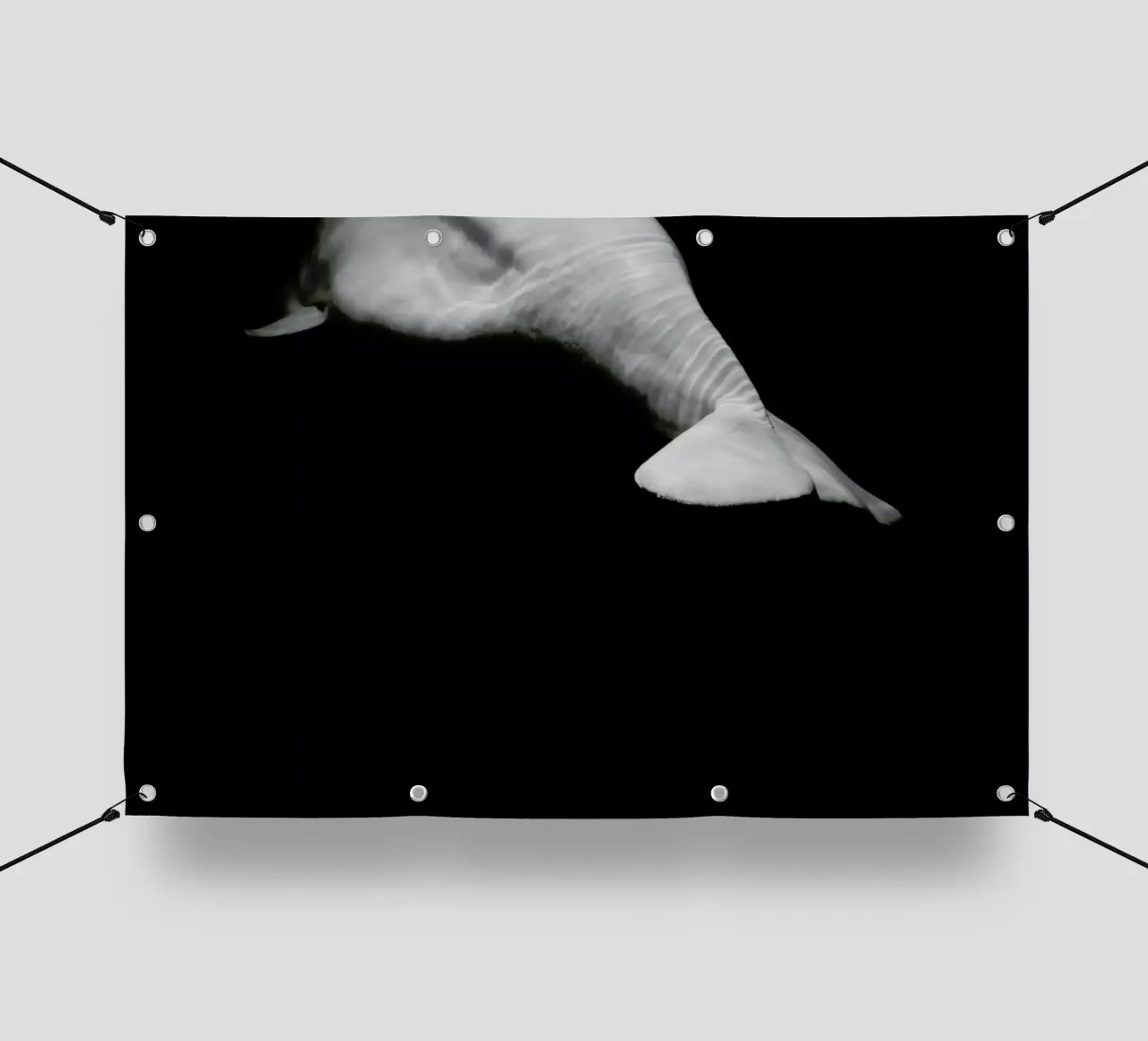 Beluga Whale 1 2 telo in pvc da In Full Color