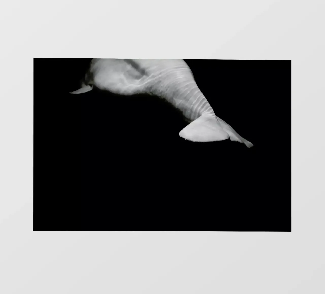 Beluga Whale 1 2 telo in pvc da In Full Color