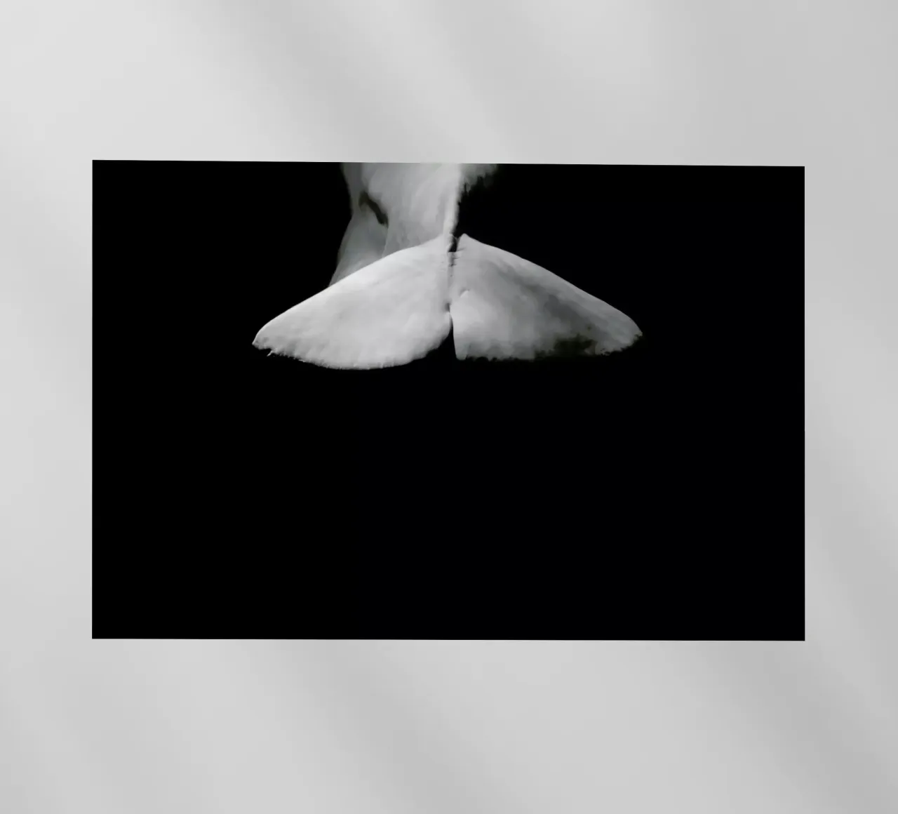 Beluga Whale 4 pellicola backlit da In Full Color