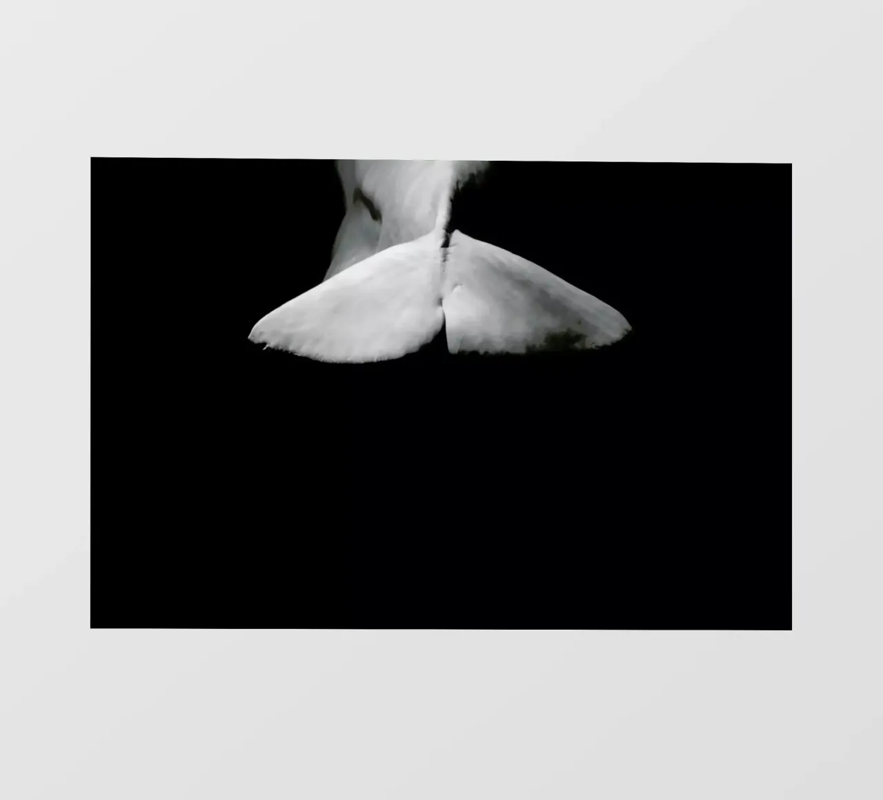 Beluga Whale 4 pellicola backlit da In Full Color