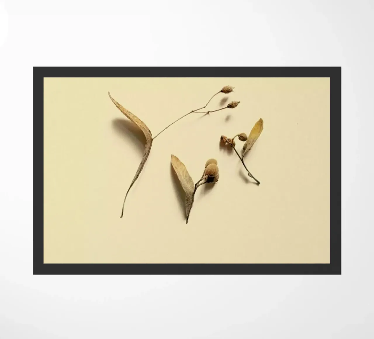 Botanico VI zerbino da Elena Veronese