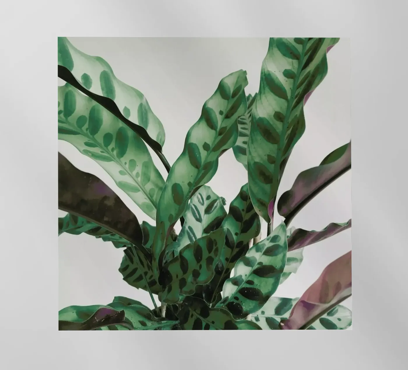 Pattern Backlit Folie von Cassia Beck Photography