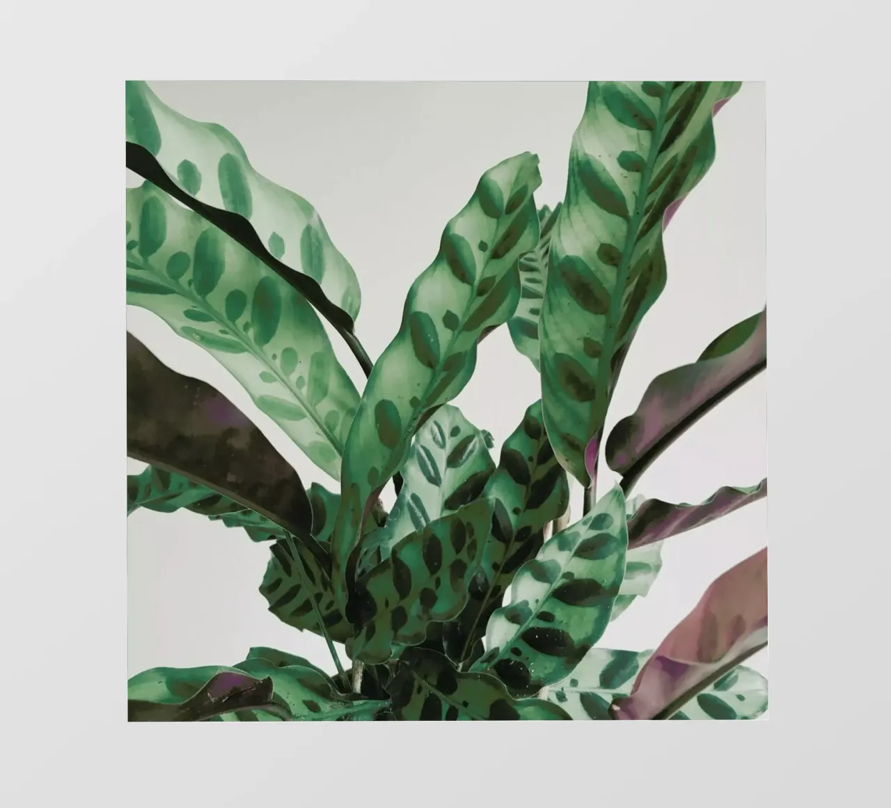 Pattern pvc cover by Cassia Beck Photography